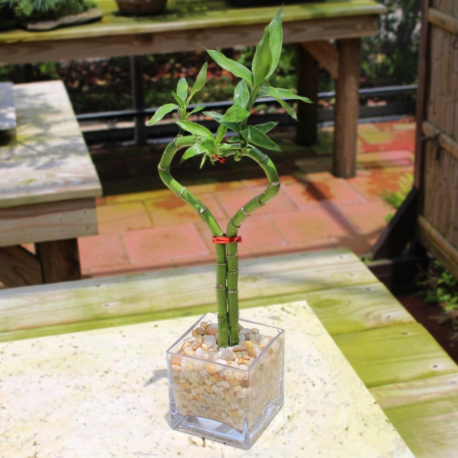 Brussel’s Bonsai – Live Lucky Bamboo Plant, Heart Shaped Indoor Bamboo with R…
