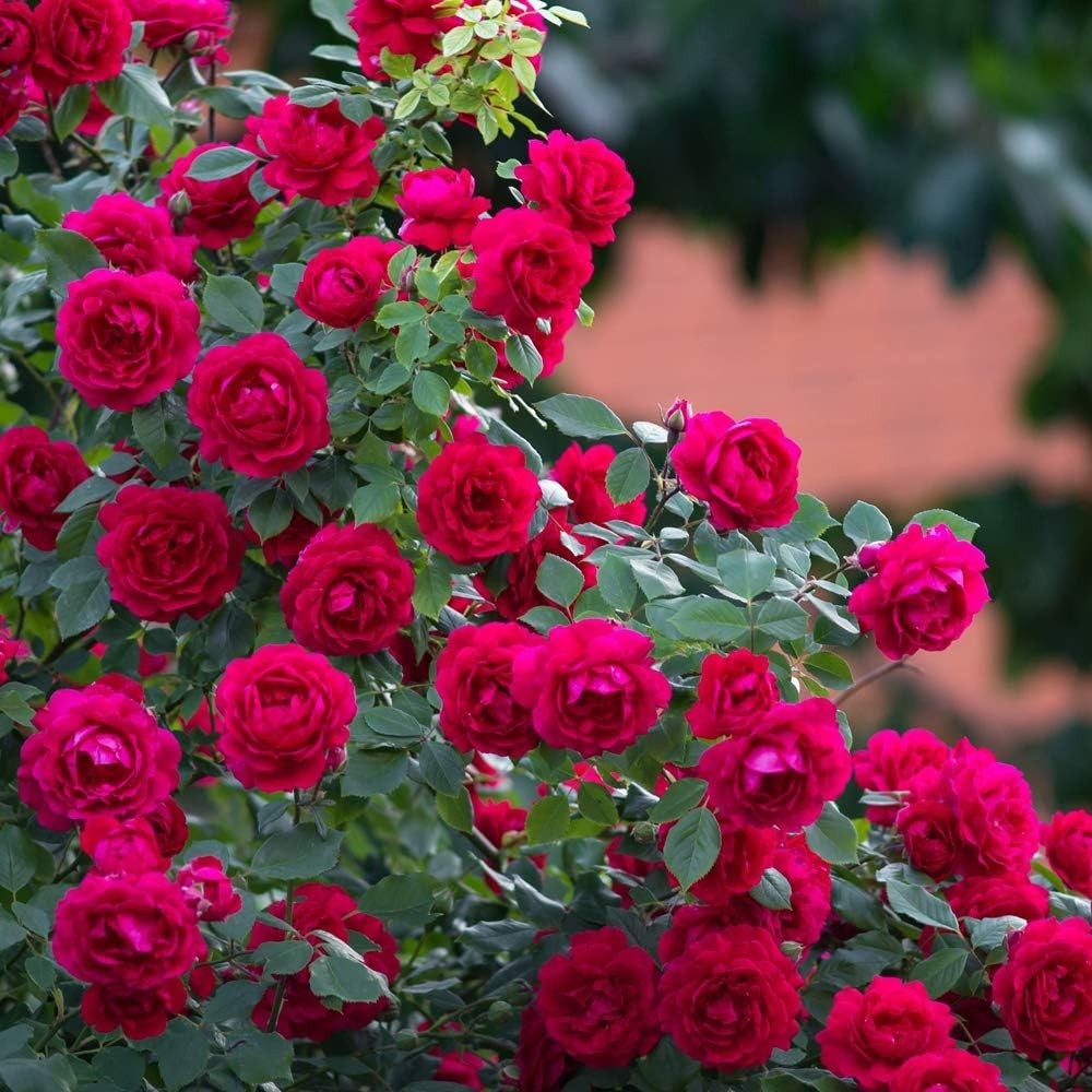 Mess-Free Rose & Flower Fertilizer Spikes – 10 Pack, Perfect for Easy Plant Care