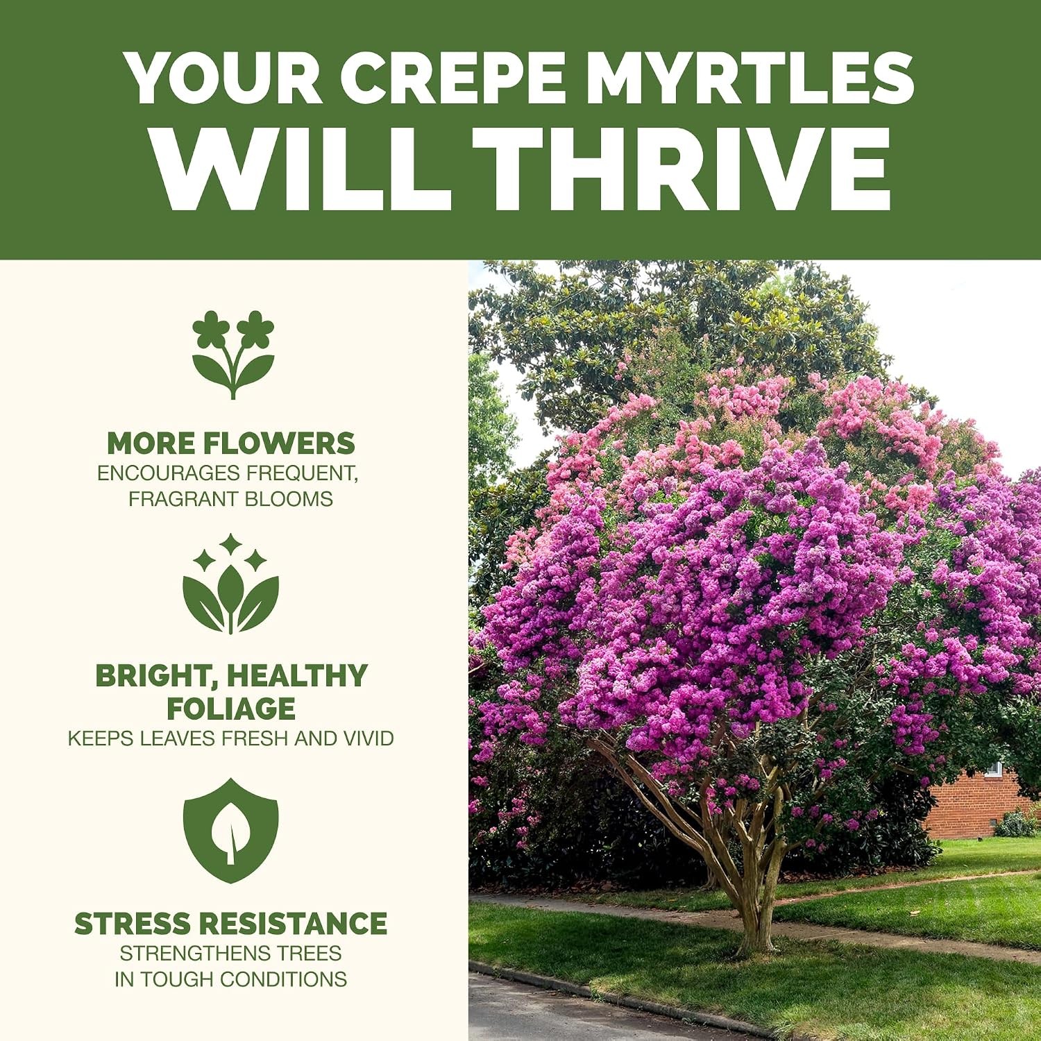 Crepe Myrtle Fertilizer – Liquid Plant Food More Blooms Vibrant Color Healthy