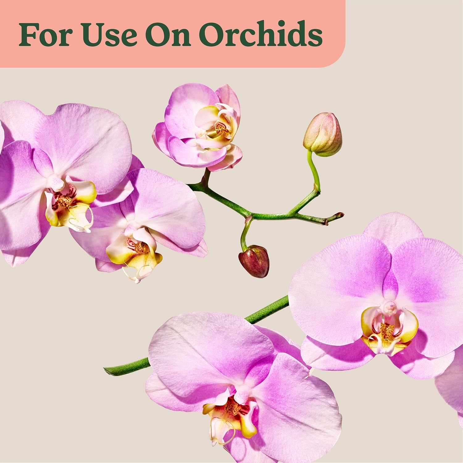 Orchid Plant Food Mist Miracle-Gro 8 fl oz 3 Pack Indoor Care Spray