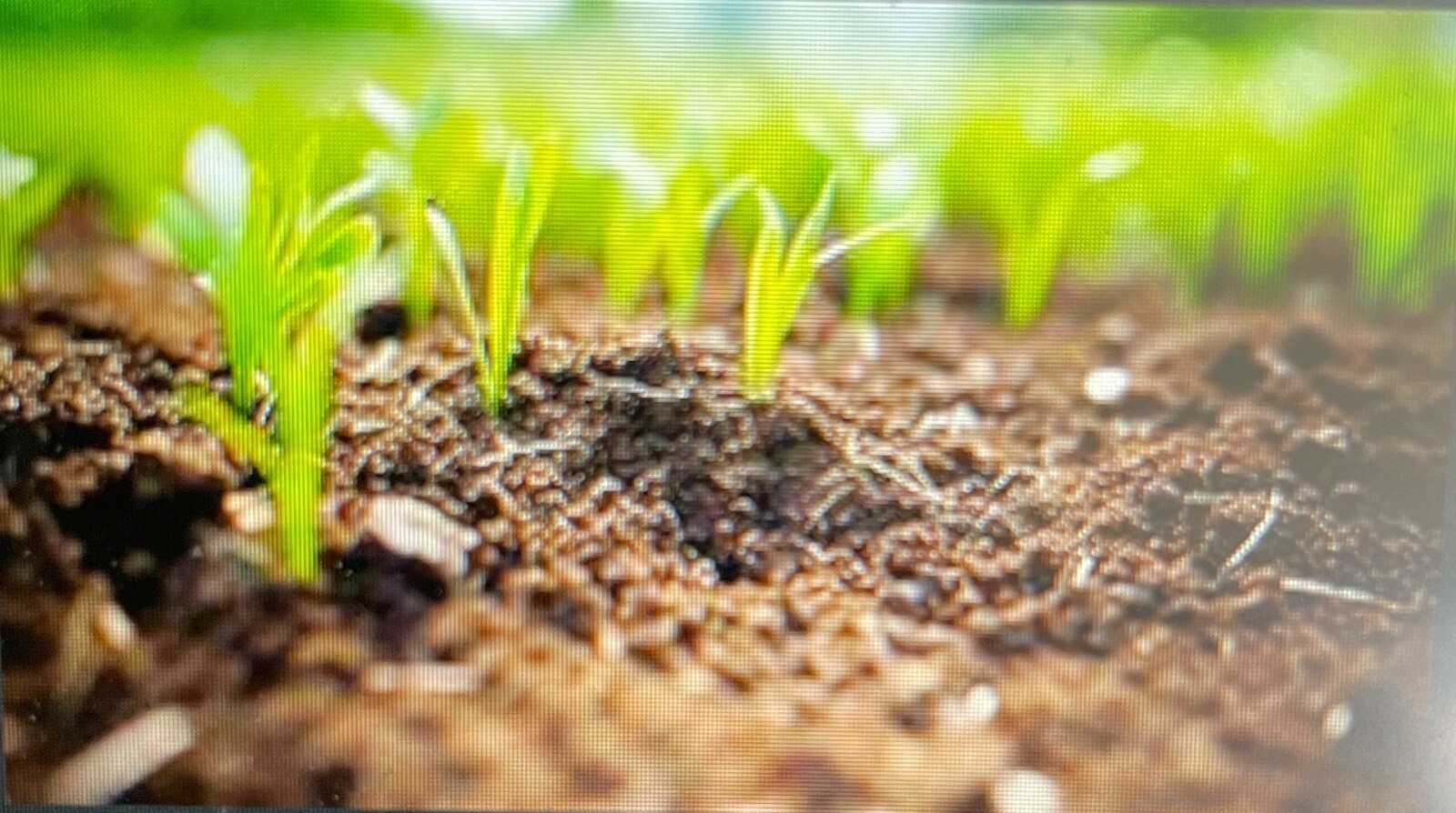 Fertilizer – Organic, Your Garden will ❤️❤️