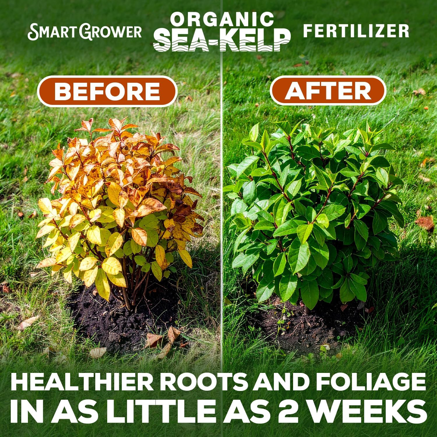 Organic Sea Kelp Fertilizer for Plants � Water-Soluble � Makes 50 Gallons � Kelp