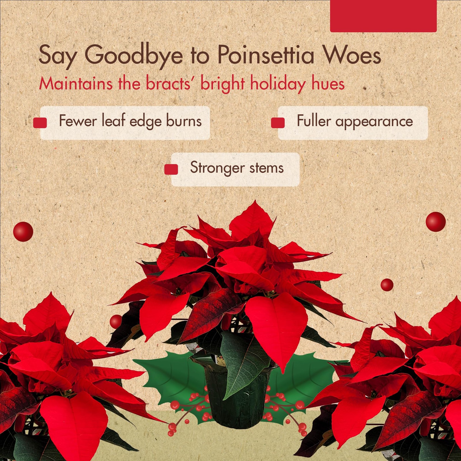 8oz Poinsettia Fertilizer – Easy to Use Poinsettia Plant Food – Keeps Your Chris