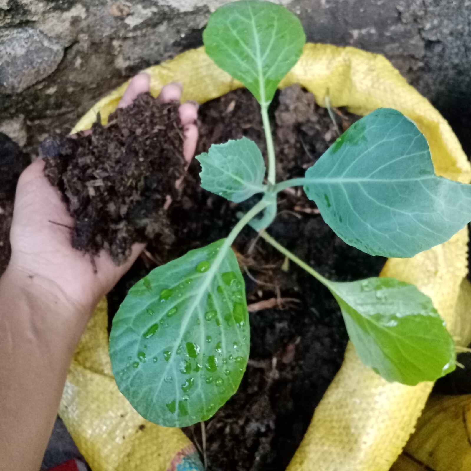 Natural Cow Dung Organic Fertilizer Cow Manure Compost Plant Growth Fertilizer
