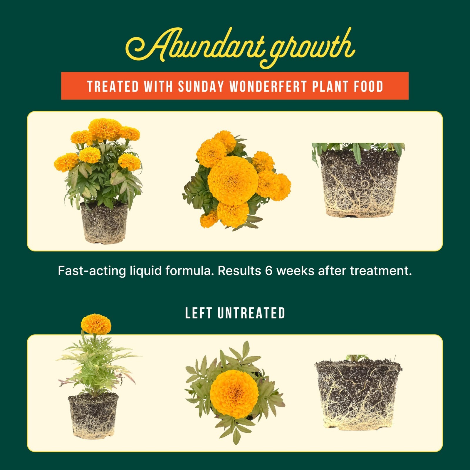 All-Purpose Liquid Fertilizer 10-2-6 NPK – 2 Pack for Flowers, Veggies & Plants