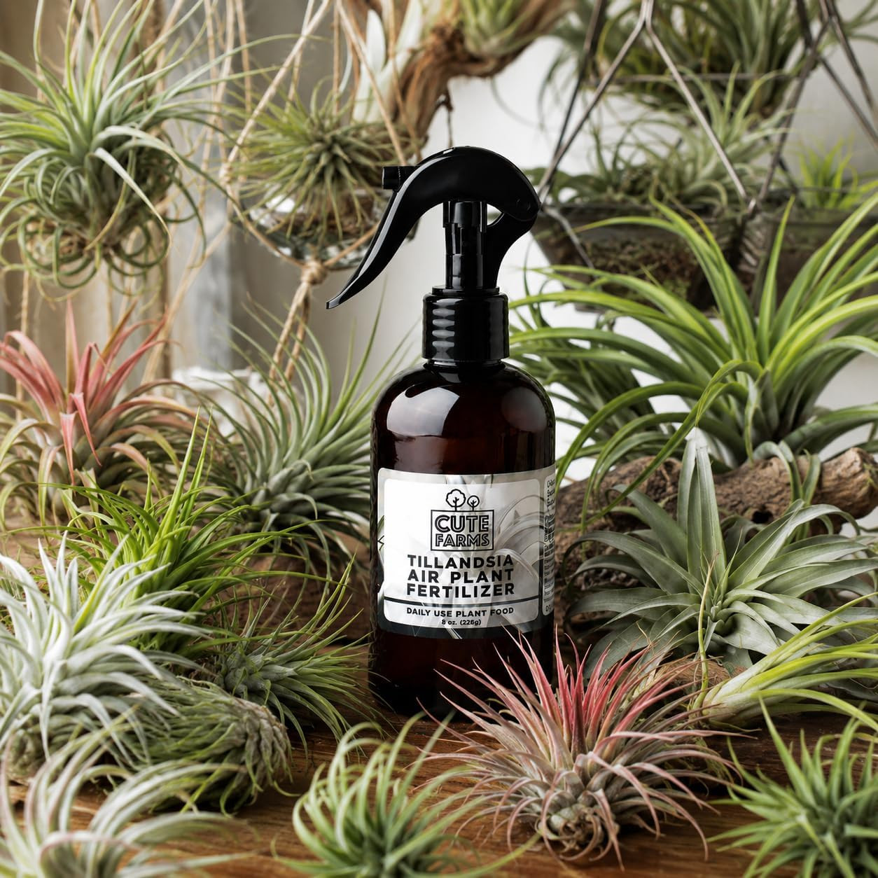 Tillandsia Air Plant Fertilizer | Gentle Daily Use Formula |