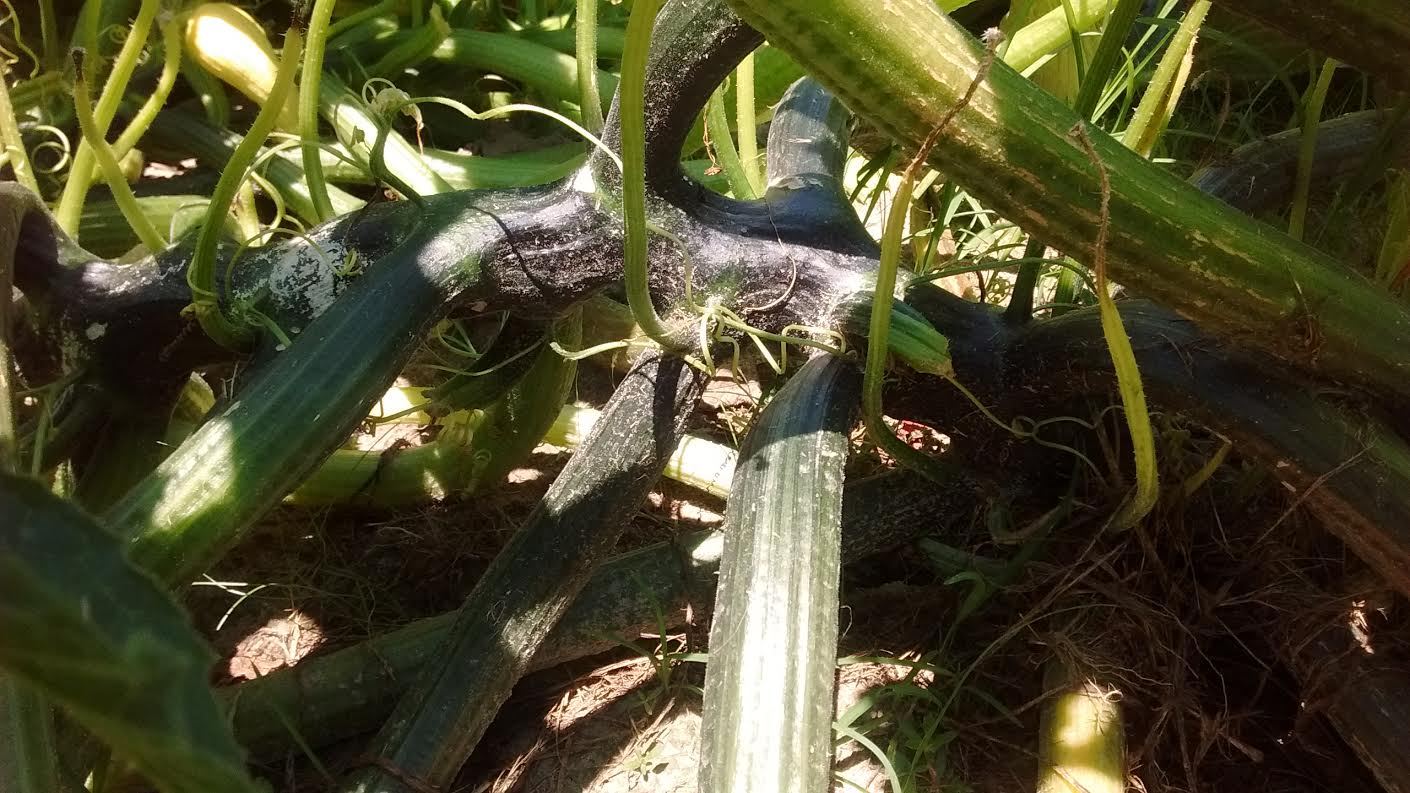 Beans, Squash, Tomatoe, Melons, Herbs & Flowering Plant Garden Fertilizer