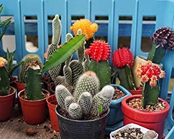 Cactus Plus 2-7-7 liquid Plant Food 4-Ounce 2-Pack