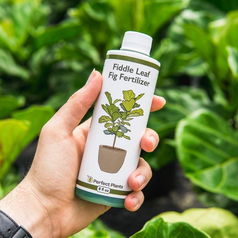 Liquid Fiddle Leaf Fig Fertilizer 2 Pack Concentrated Plant Food Leaf Booster