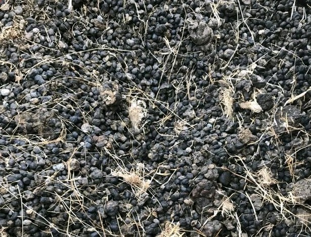 Alpaca Magic Beans Organic Fertilizer Manure Soil Amendment poop # 2lbs
