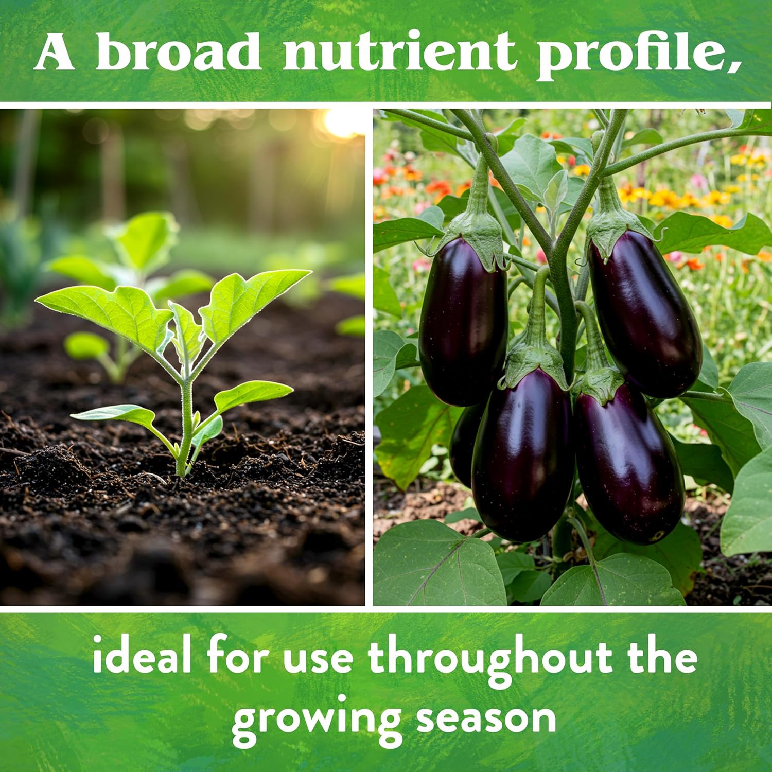 Organic Vegetable Garden – Plant Food for Vegetables, Herbs, Greens and Raised B