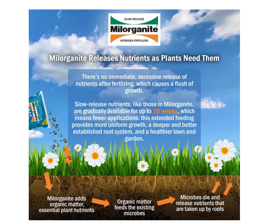(2 pack) Milorganite Long Lasting All Purpose Lawn Food, 6-4-0 Fertilizer, 32 lb