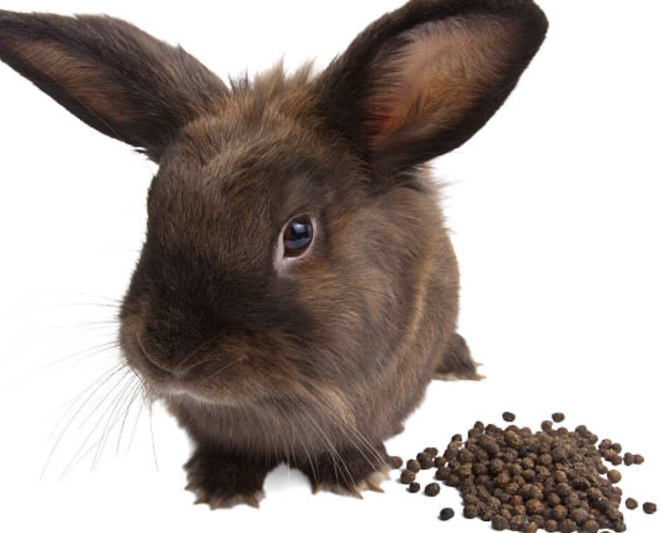 Organic Rabbit Manure – Poop Pellet Garden Fertilizer