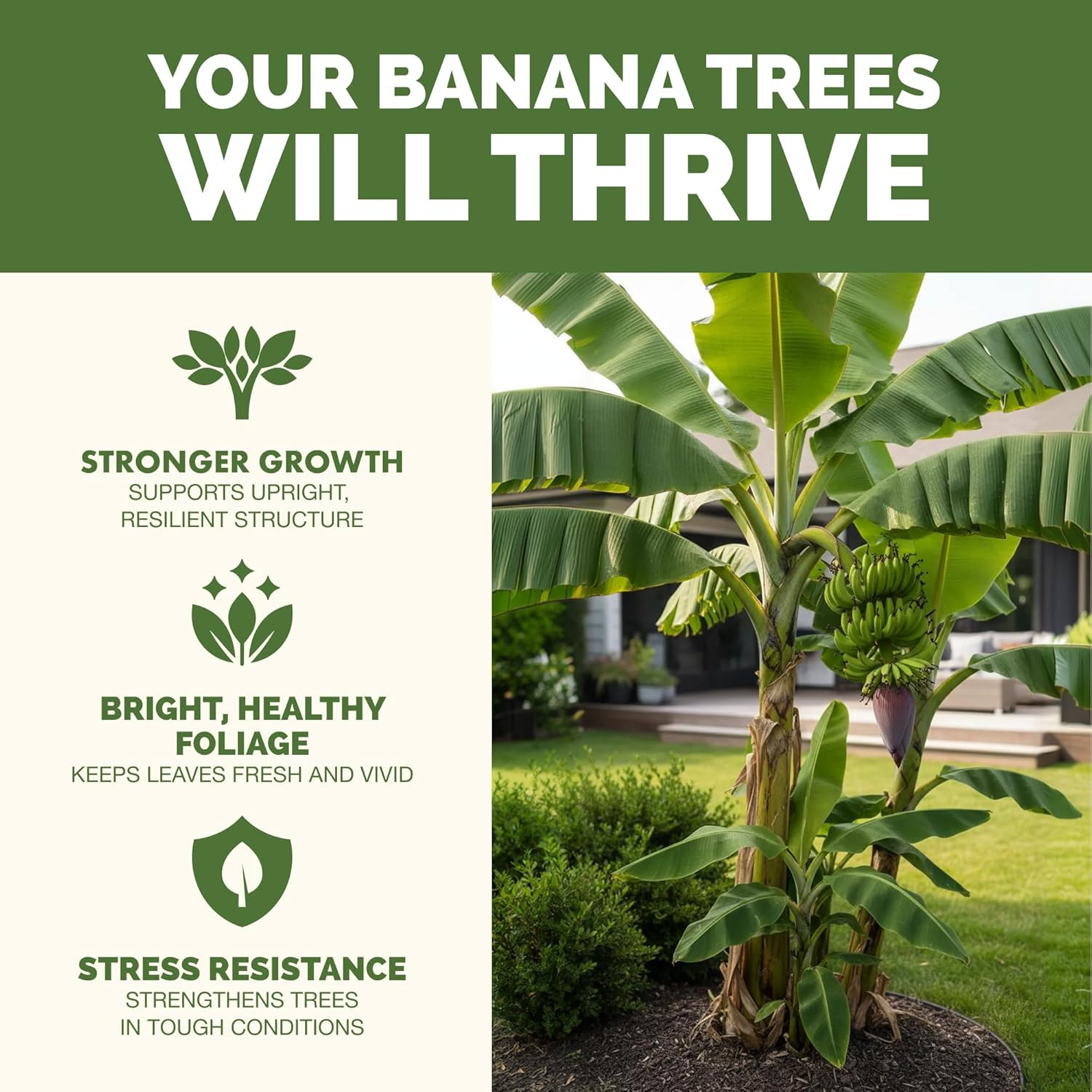 Banana Tree Fertilizer – Liquid Fertilizer for All Banana Tree Varieties, Sup…