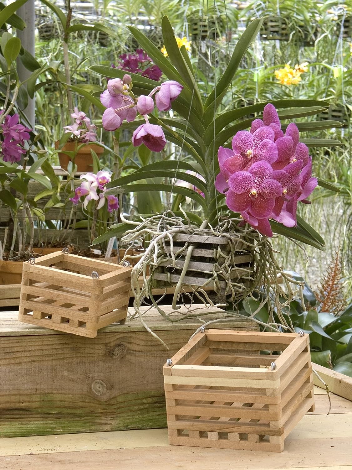 52720 Better GRO Square Cedar Basket 8″