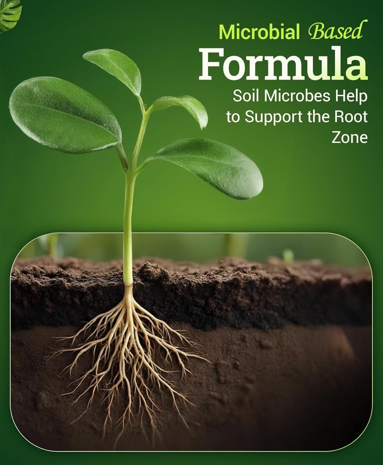 Instant Nutrient Uptake with Bush Doctor Boomerang – Liquid Fertilizer 1 Pint