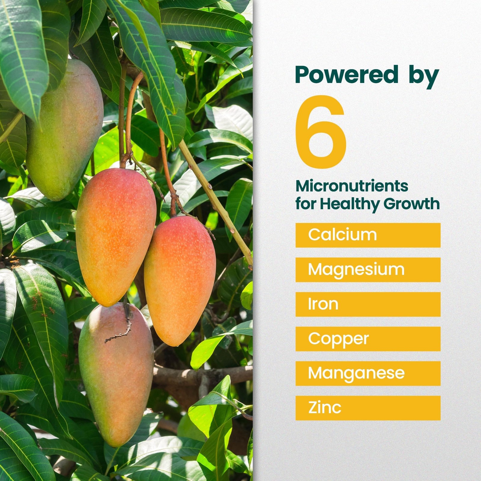 32oz Mango Fruit Tree Fertilizer – Makes 32 Gallons of Mango Tree Fertilizer …