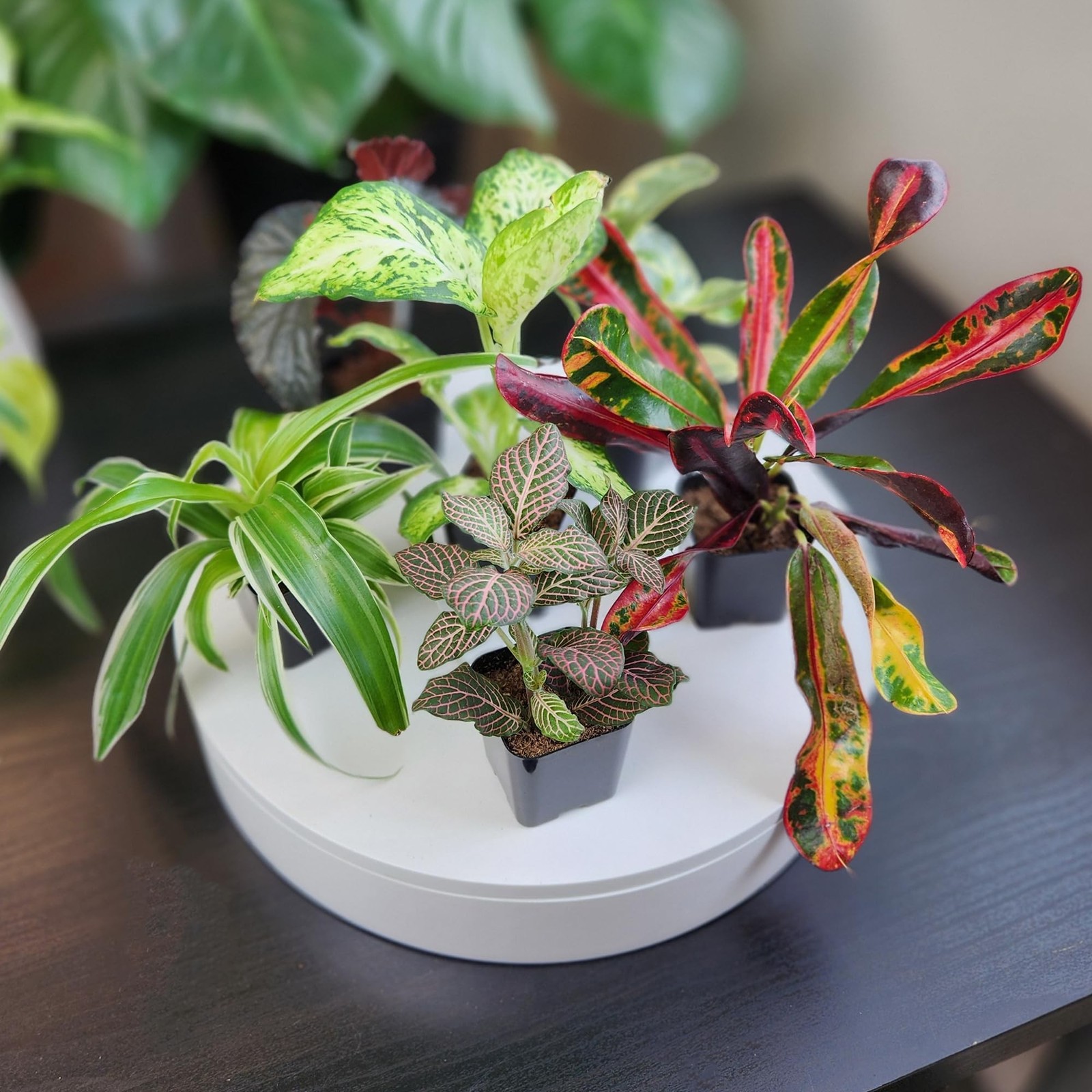 Easy to Grow Houseplants (Pack of 6), Live House Plants in Containers, Grower…