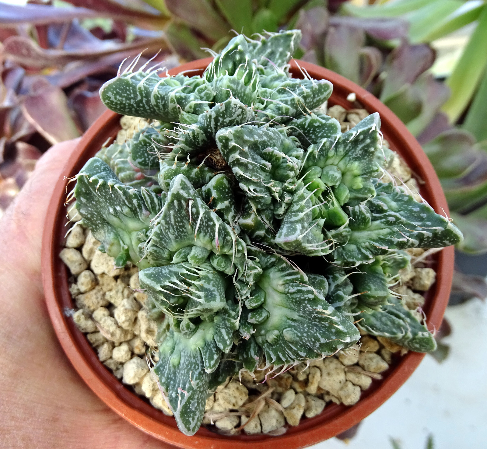 FAUCARIA SUPER WARTY cactus kakteen adenium euphorbe caudex copiapoa aloe
