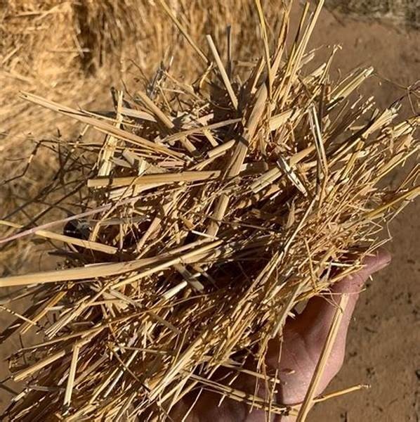 Dried Ceylon Rice Paddy Straw Organic Hand Picked Sri Lanka Leaves Mulch 60g