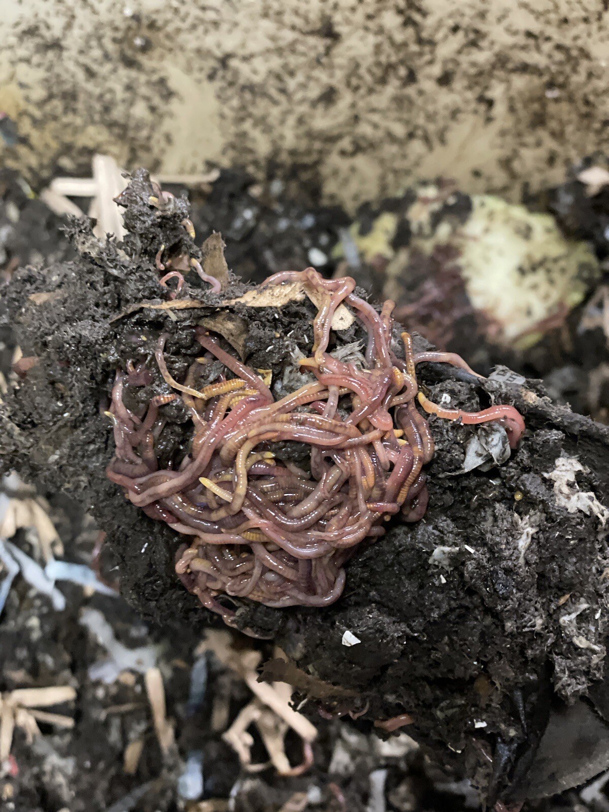 Fresh Worm Castings Tea Bag 1/2 cup. Makes Up To 5 Gallons Of Fertilizer