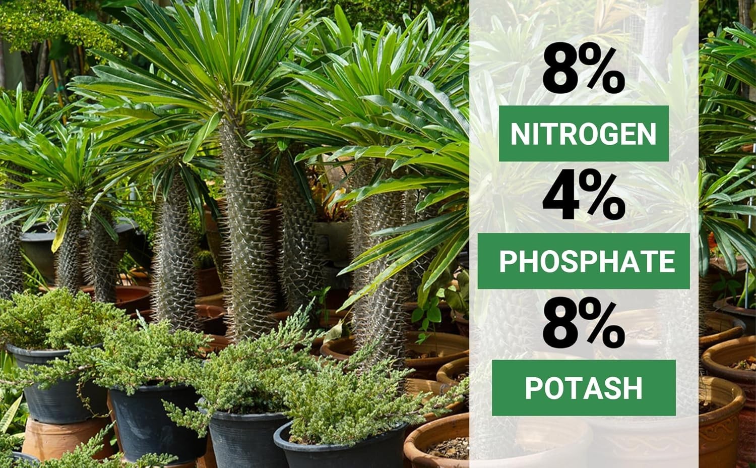 8-4-8 Palm Tree Fertilizer | Indoor Outdoor Plant Food – Quick Release Nitrogen