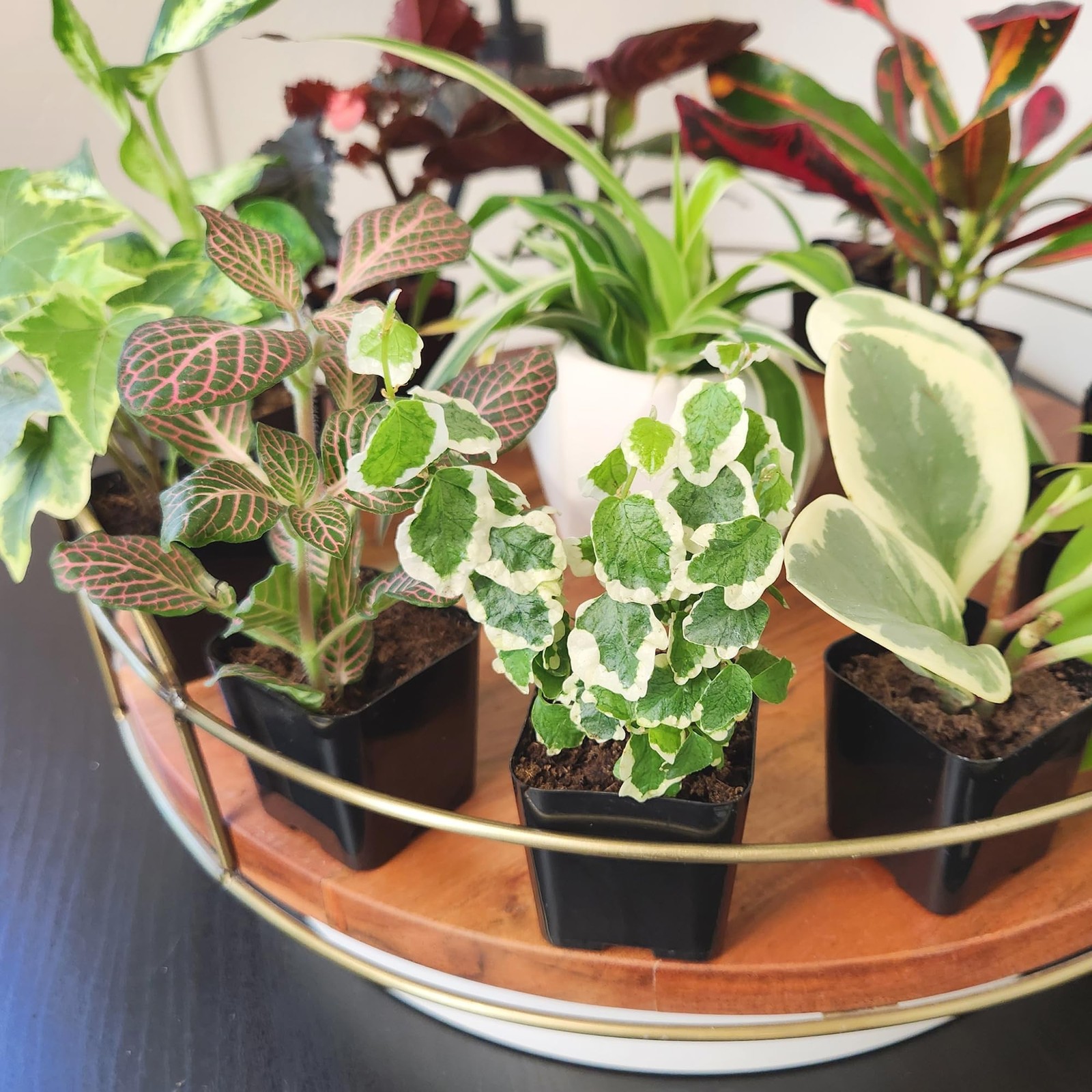 Easy to Grow Houseplants (Pack of 6), Live House Plants in Containers, Grower…
