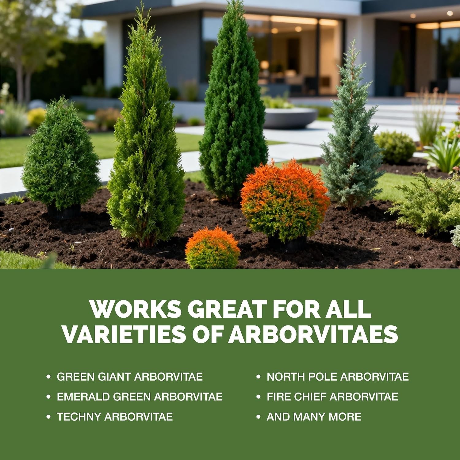 32 oz Arborvitae Tree Fertilizer – Fast-Absorbing Liquid Plant Food for Healt…
