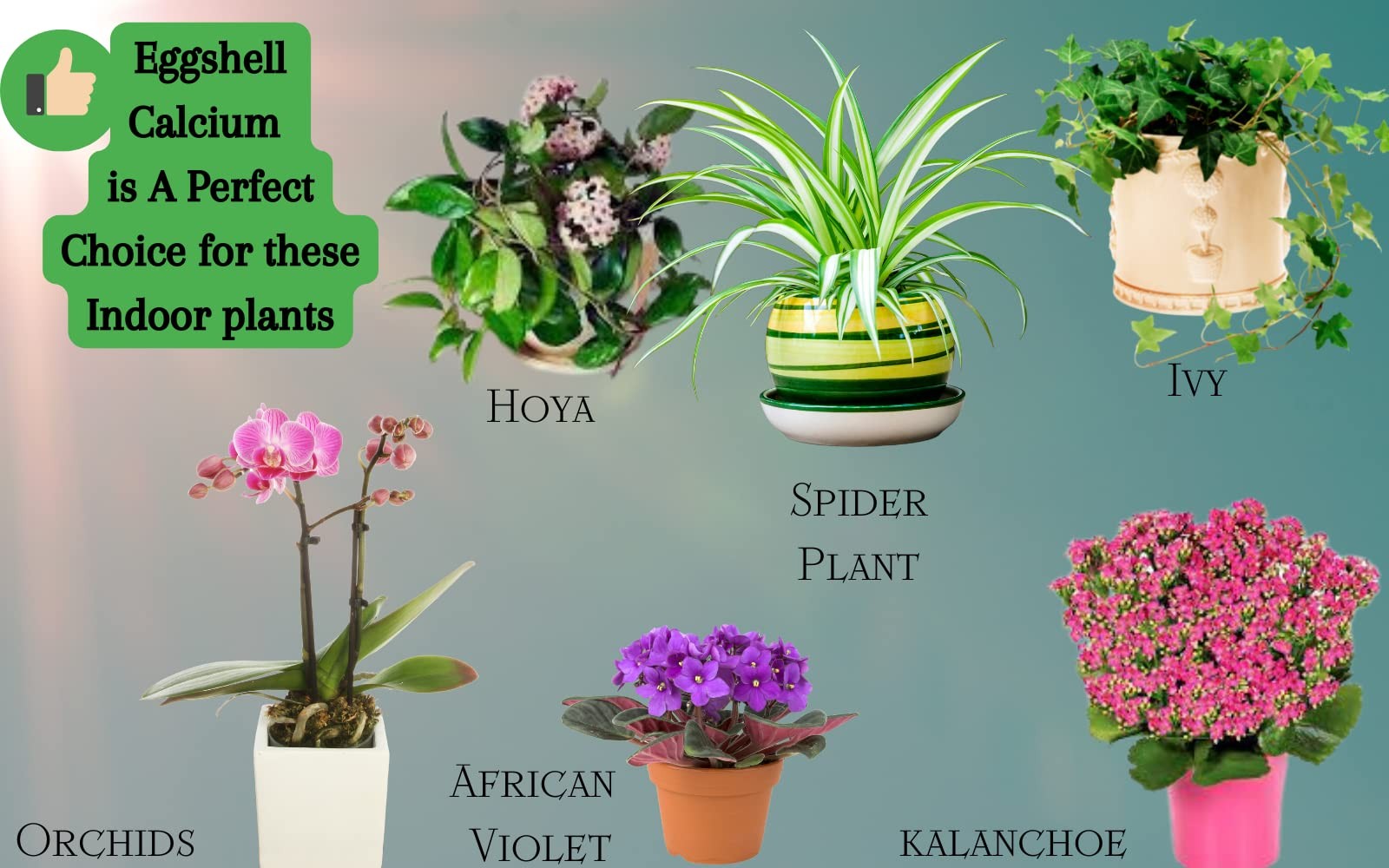 U.S.A. Eggshell Fertilizer Powder, 4 Ounce, for Tomato Plants, Orchids, Calci…