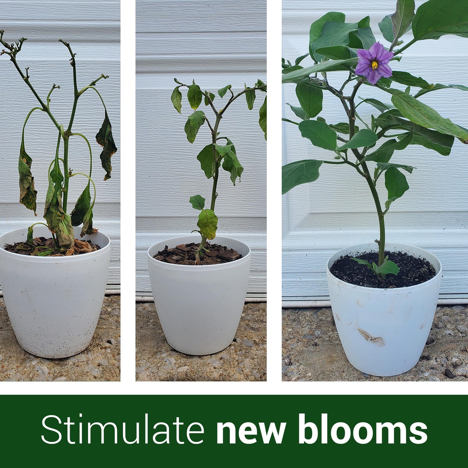 Elm Dirt’s Bloom Juice for All Flowering Plants (1-32 oz Bottle)