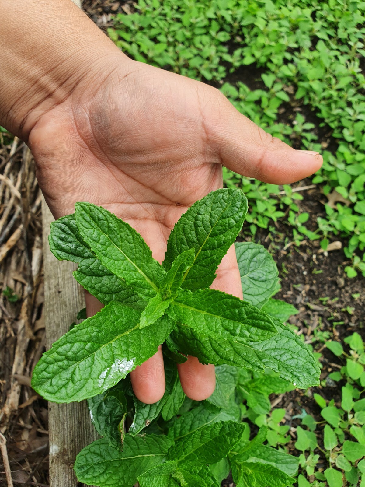 Tea concentrated dark fertilizer 1 Gal Organic worm casting liquid food plant