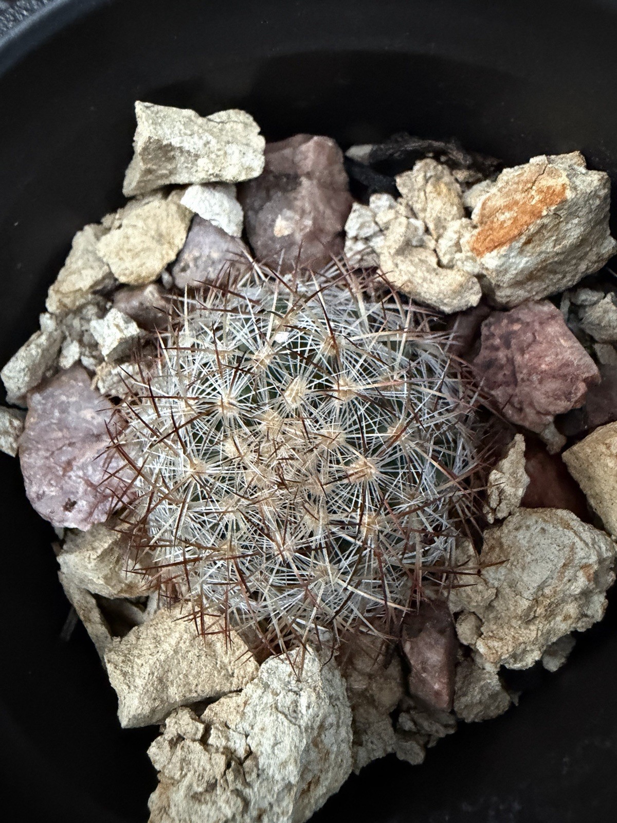 Crushed Rock For Cacti Mountain Cactus Raw Host Rock For Native Spps Blend 3LB