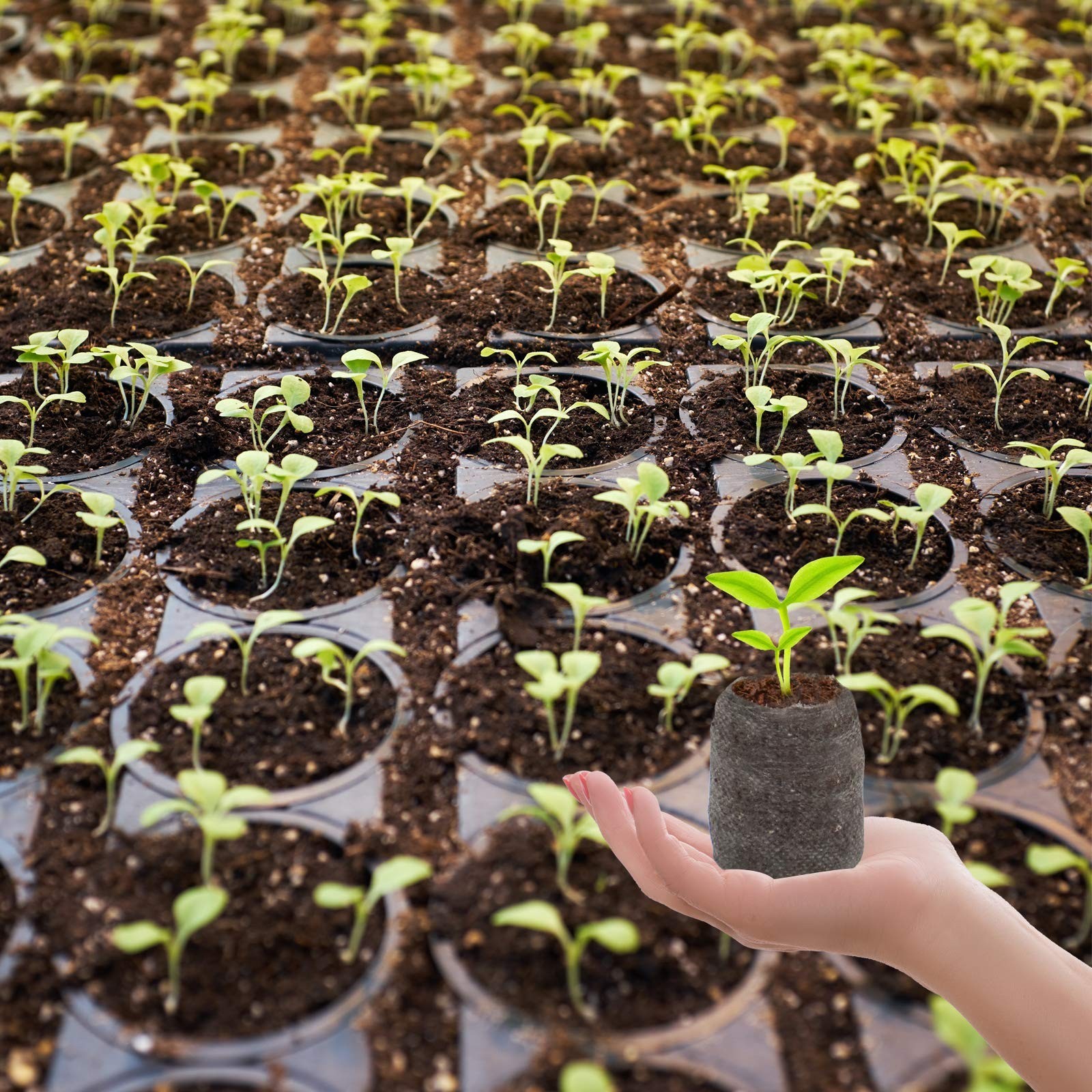 200 Pcs 30mm Peat Pellet Seed Starters – Compressed Soil Pods for Herbs, Flowers