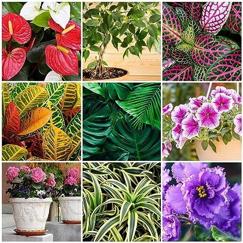 Houseplant Plant Food Spikes 5 5 5 Fertilizer 12 Count Indoor Flower Continuous