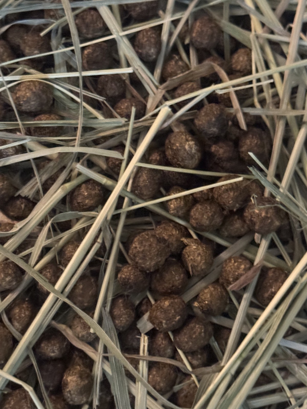 1 pound Rabbit poop from our loving bunnies (can give more)