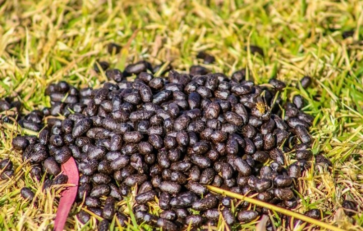 organic goat fertilizer dried useful and ready to use ceylon product 500gm