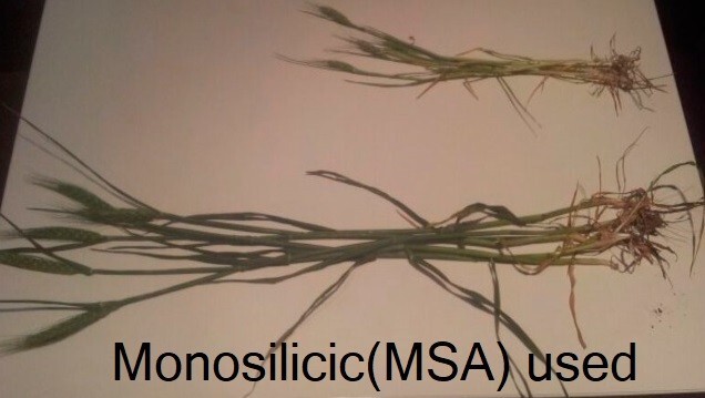 MonoSilicic 250mL – Powerful Bio-available Silicon for Organic use
