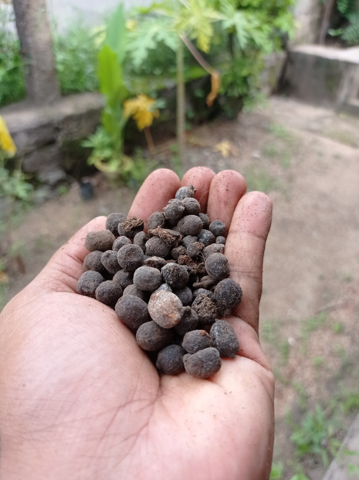 Ceylon Goat Manure 100g Natural Organic Fertilizer High Nitrogen Compost