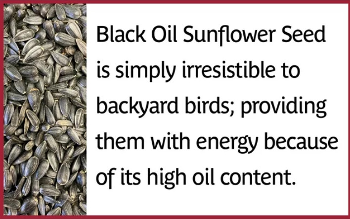 Pennington Select Black Oil Sunflower Seed Dry Wild Bird Feed, 20 lb. Bag, 1 Pac
