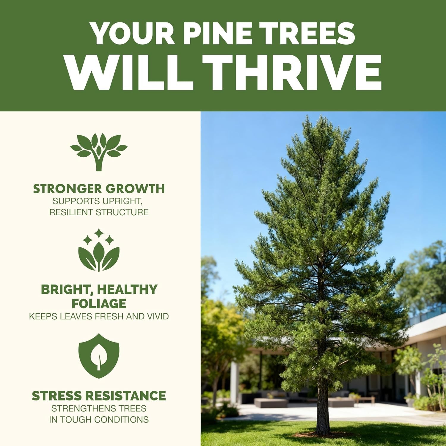 Pine Tree Fertilizer Leyland Cypress & Evergreen Tree Care Pushes Rapid Root