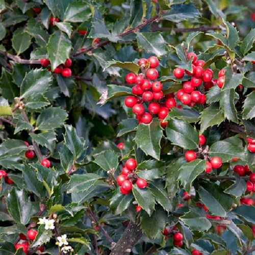 (3) ea Espoma HT8 8 lb Holly Tone Organic Evergreen Azalea Acid Food Fertilizer