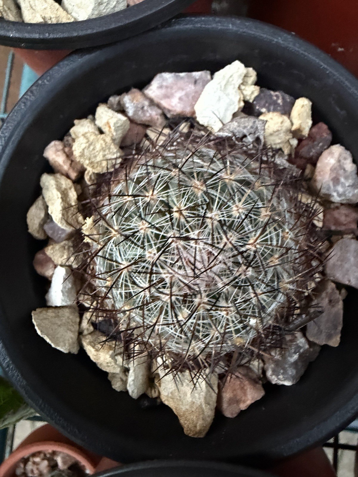 Crushed Rock For Cacti Mountain Cactus Raw Host Rock For Native Spps Blend 3LB