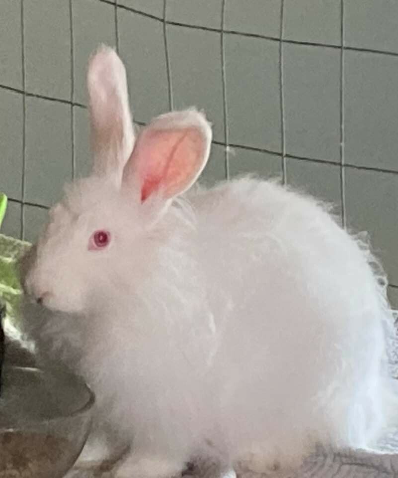 Rabbit fertilizer