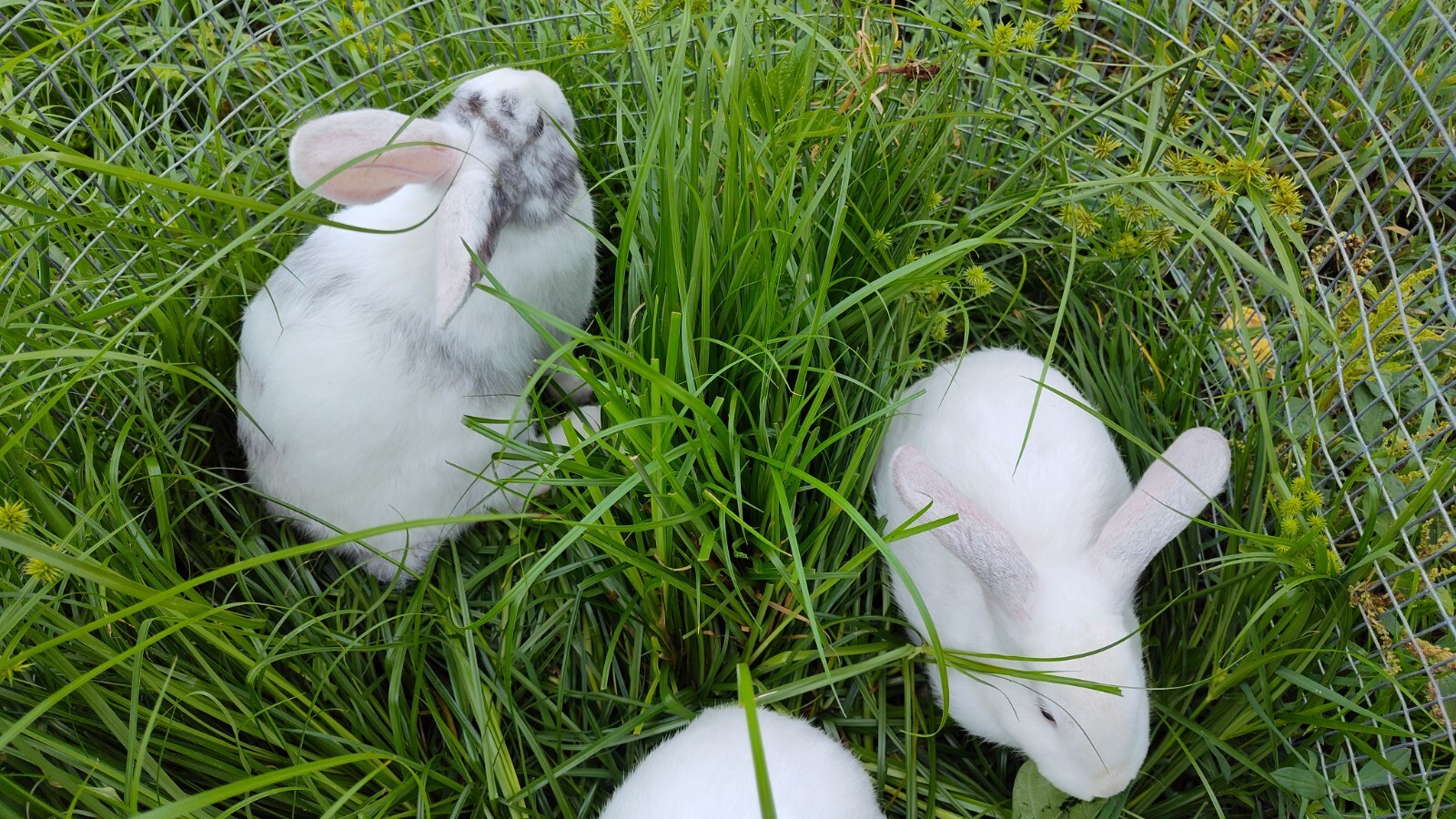 Best Rabbit manure/ Urine 32.oz/1 pound $4.75, 2 pound $7.99, 10 pound $20.99