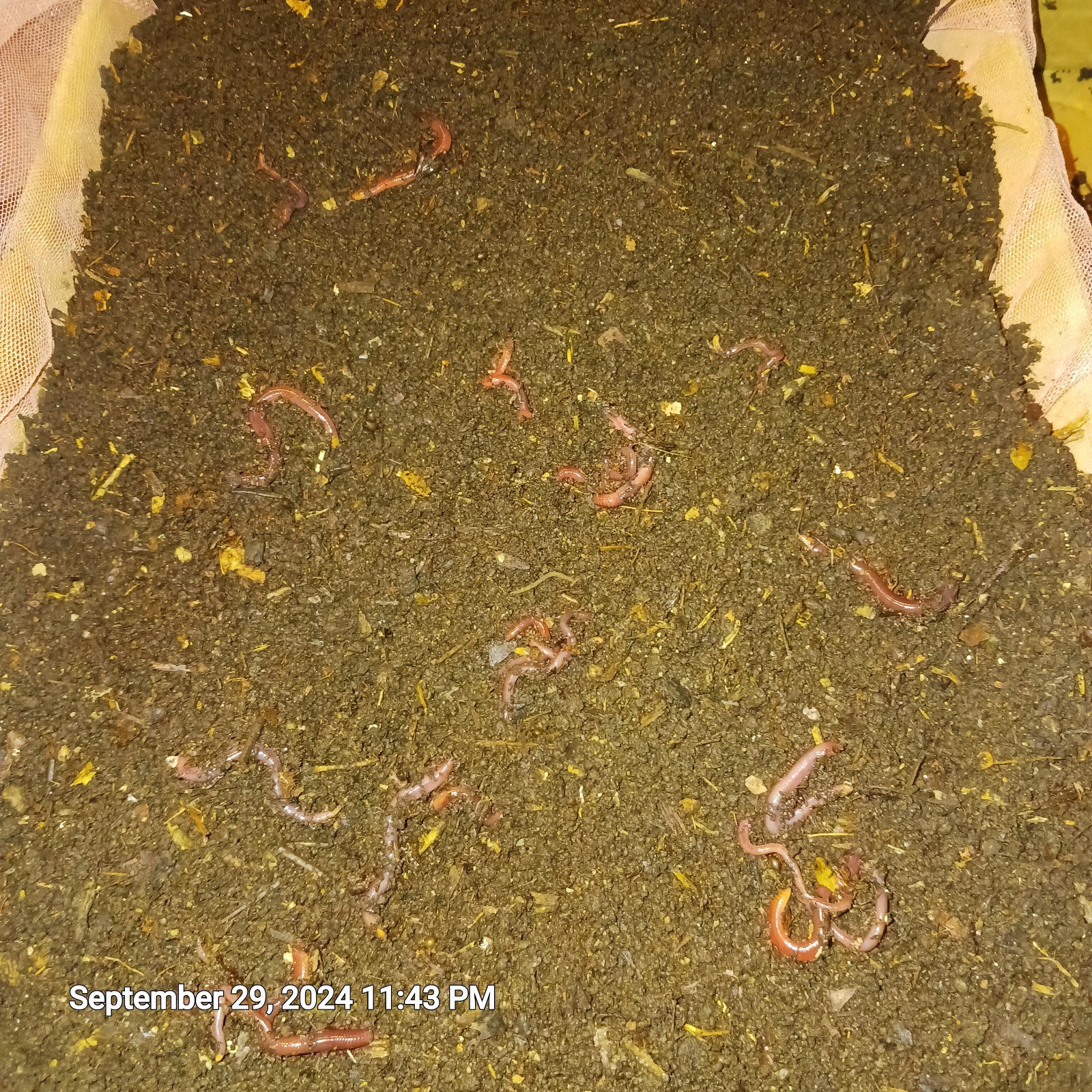 2+ Lbs Freshly Sifted Redwiggler Worm Castings With Cacoons + Baby’s