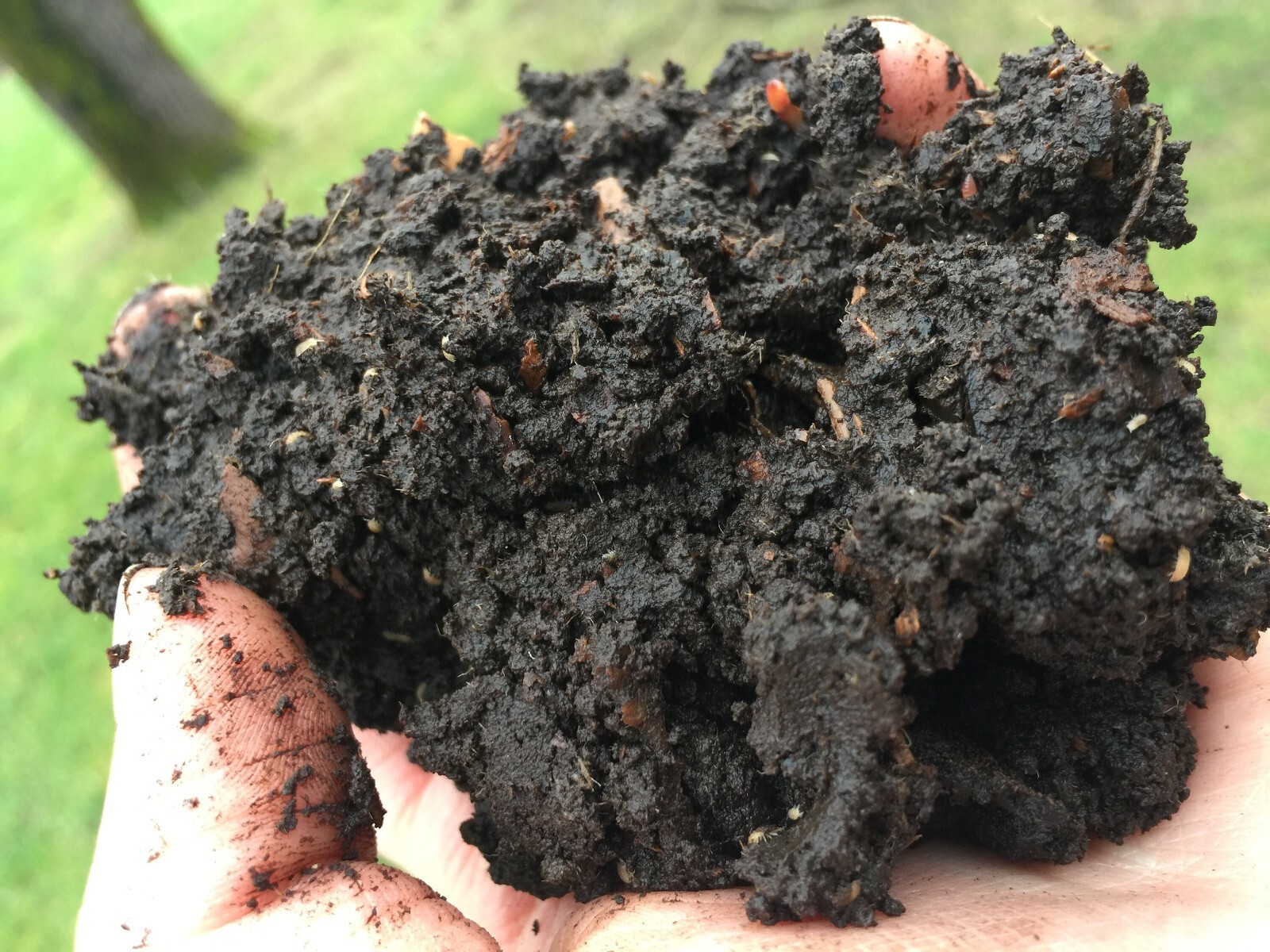 Vermicompost worm poop fertilizer for all plants! From happy home worm bin