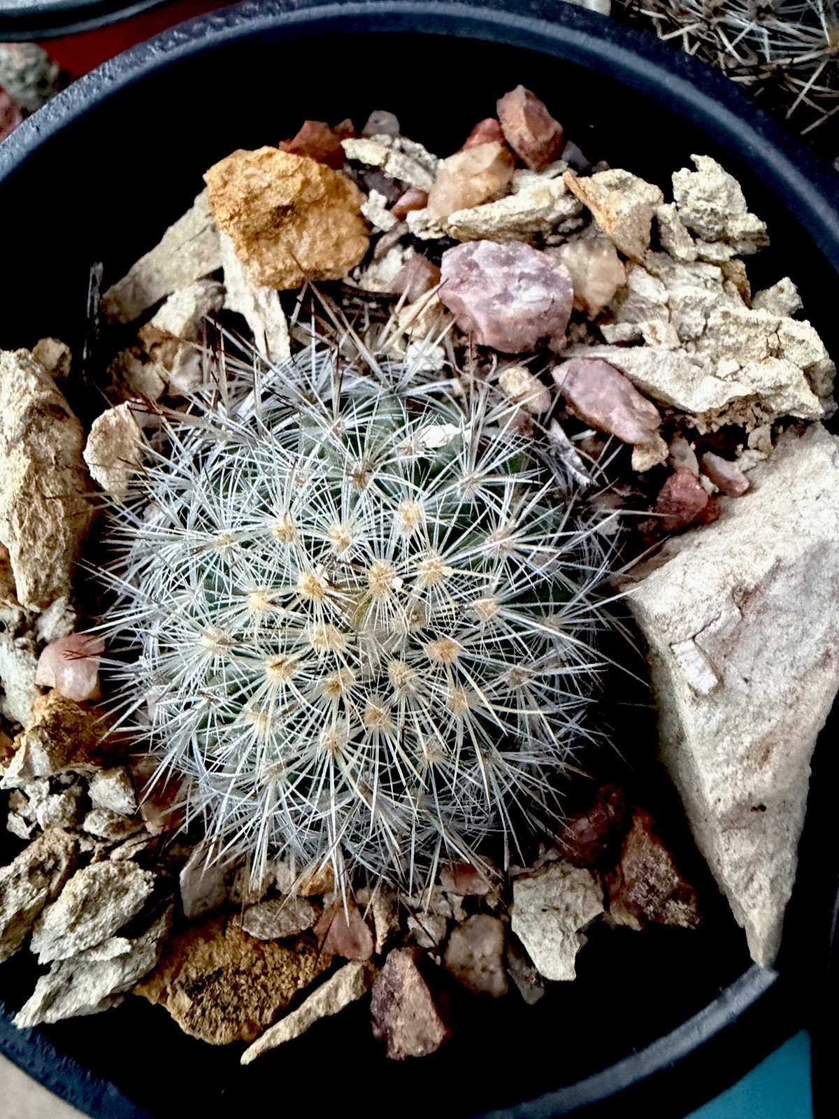 Crushed Rock For Cacti Mountain Cactus Raw Host Rock For Native Spps Blend 3LB