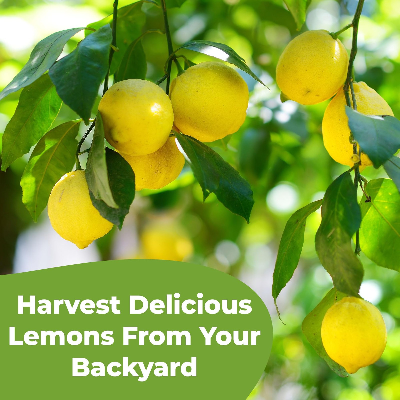 Liquid Lemon Tree Fertilizer by Perfect Plants | Citrus Plant Food for 8oz