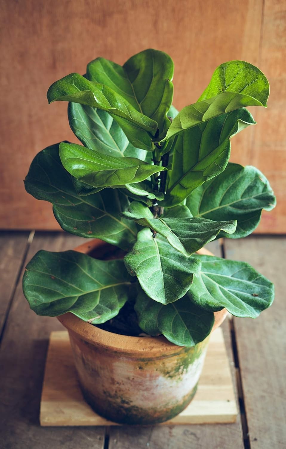 Fiddle Leaf Fig Tree Fertilizer | Ficus Plant Food | Improves Leaves and Bran…