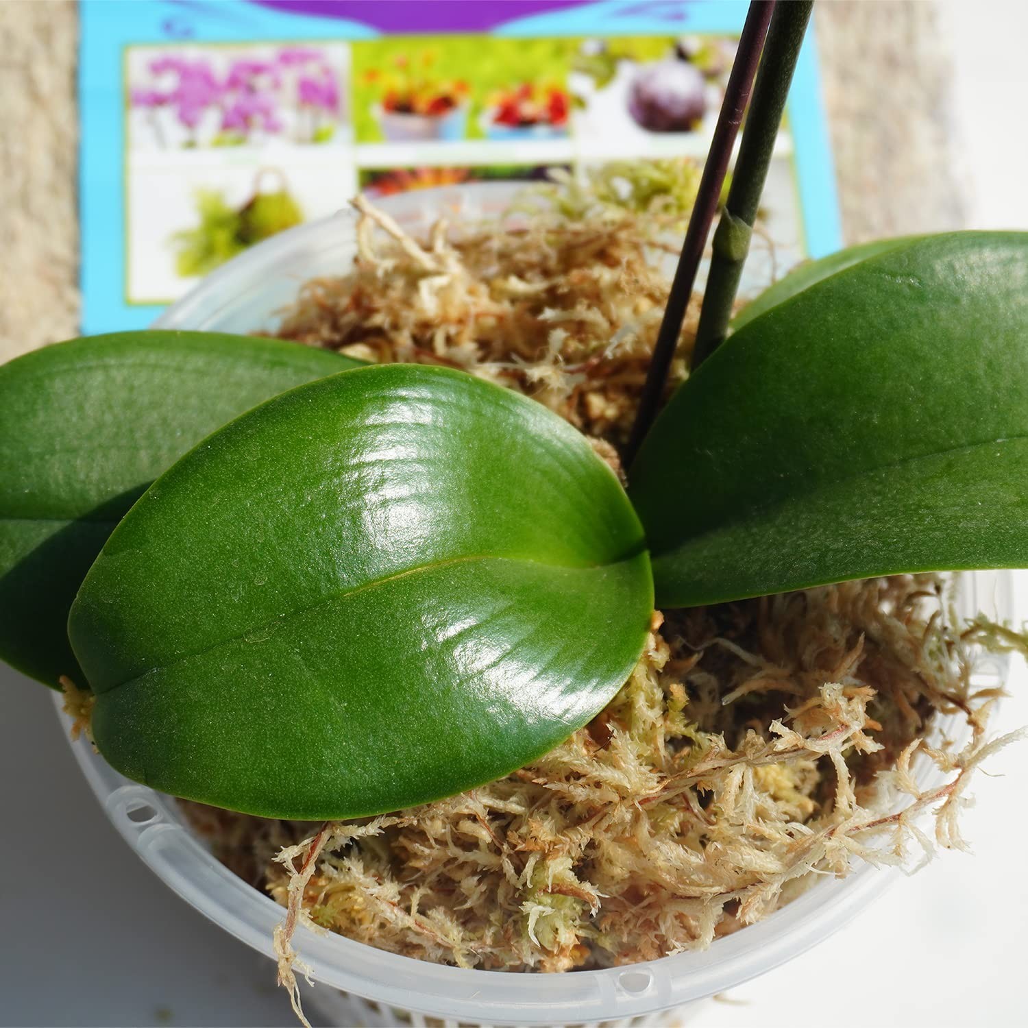 Sphagnum Moss 34QT for Plant Propagation, Great Orchid Potting Mix, Help with…